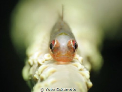 whip coral goby on pose by Yubz Sukamoto 
